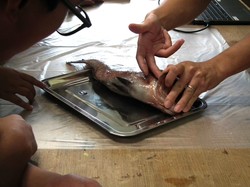 養殖２