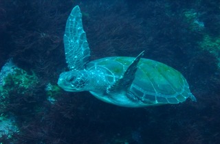 ダイビング中に遭遇した海亀の写真