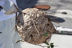 村内で駆除された大きなスズメバチの巣